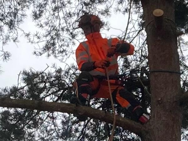Professioneel bomen kappen van aankomst tot oplevering