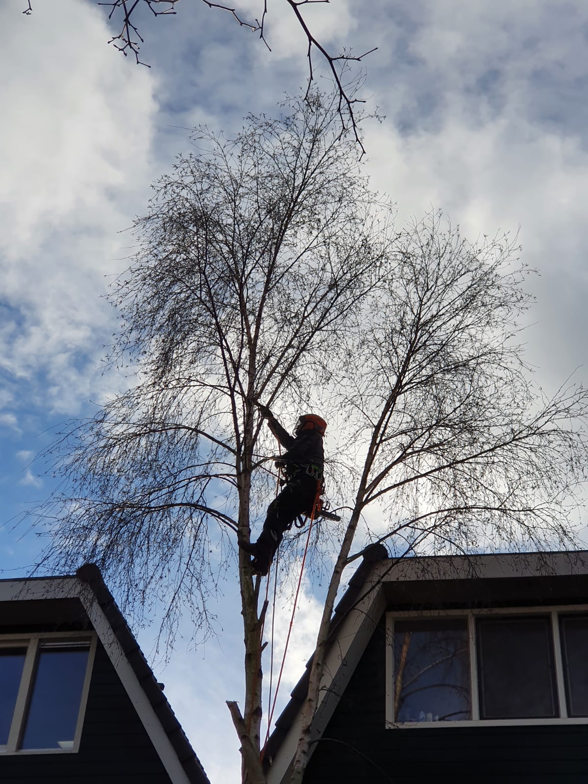 Birch felling Amsterdam