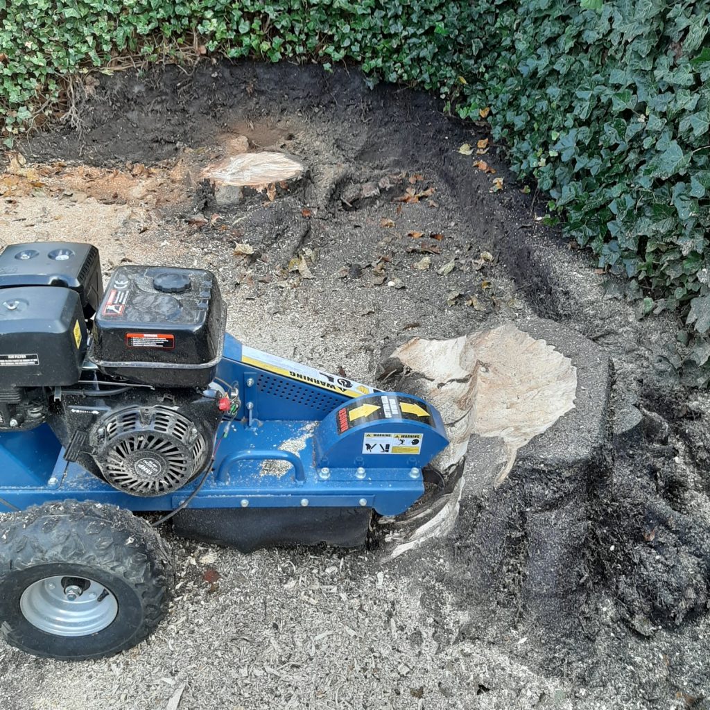 Boomstronk verwijderen in Lelystad