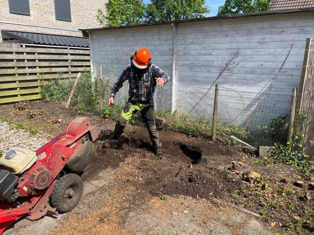 Boomstronken gefreesd in Assen. Was een laurierhaag